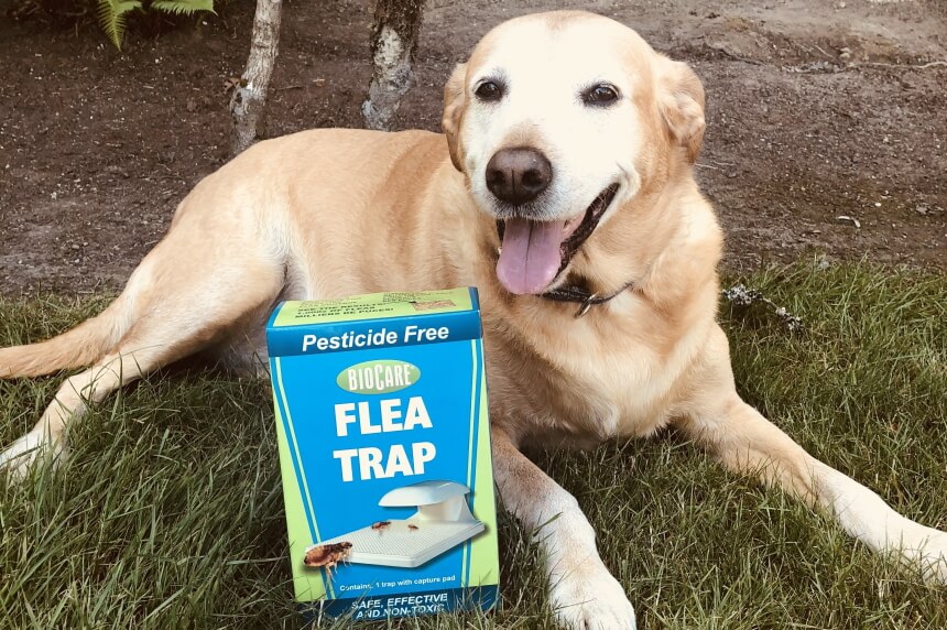 10 Best Flea Traps – Odor-free and Non-toxic Options for Fast Results! (Spring 2022)
