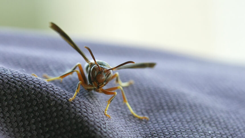5 Best Wasp Foggers - Aid in Your Battle with Insects