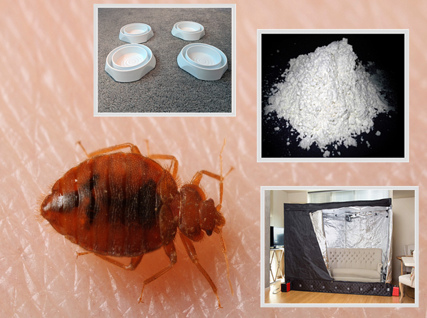 How Do Bed Bugs Spread from House to House? Here's What You Need to Know!