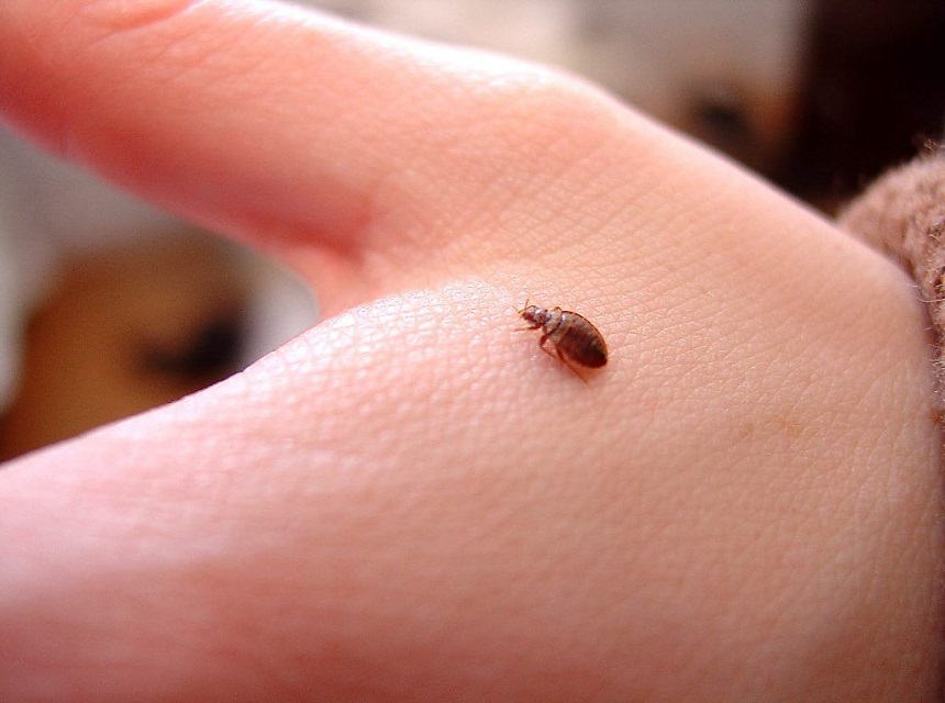 How Do Bed Bugs Spread from House to House? Here's What You Need to Know!