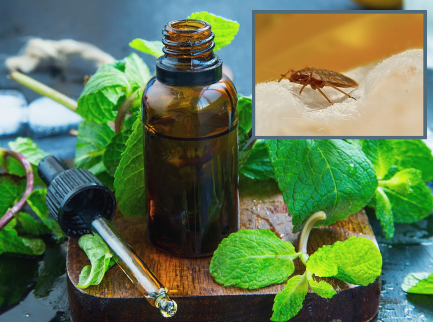 does peppermint oil repel roaches