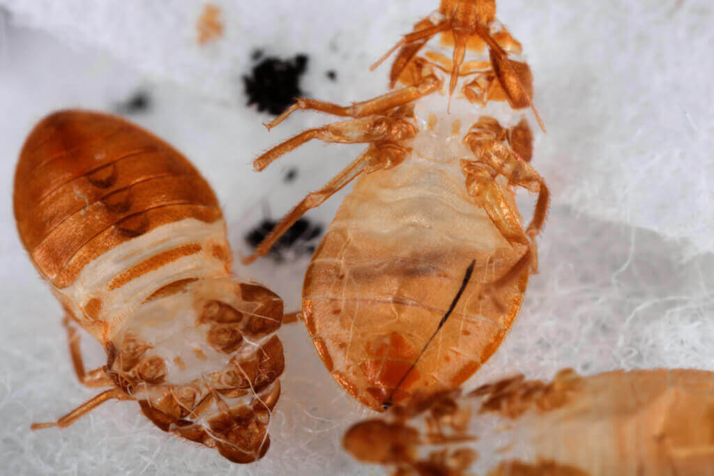 Everything about Bed Bug Shells: The Fist Sign of Bed Bugs