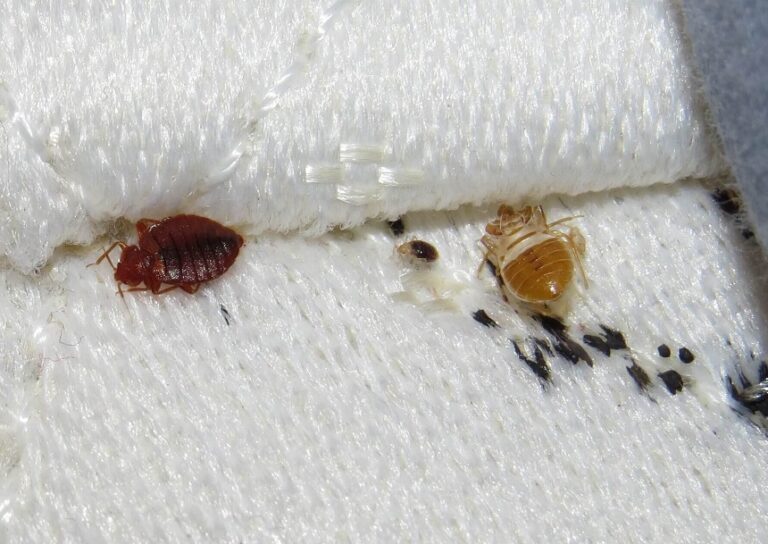 Bed Bug Shells Size, Appearance, and Everything You Need to Know