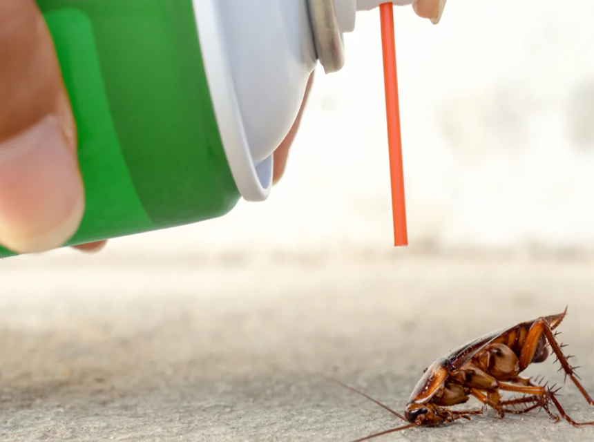 8 Best Roach Killers - No Mercy for Pests!