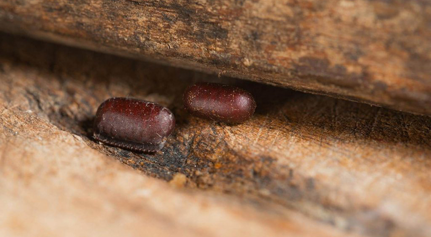 Baby Roaches: How Do They Look and What to Do if You've Found Them?