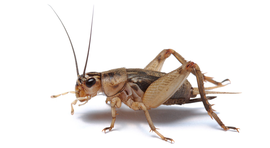 A Guide to Bugs that Look Like Roaches: How to Recognize Them?