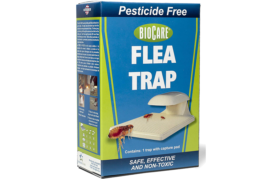 How Far Can Fleas Jump? And How to Get Rid of Them?