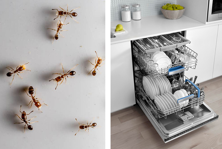 How to Get Rid of Ants in Dishwasher: Step-by-Step Guide