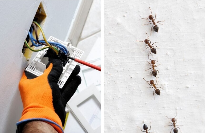 How to Get Rid of Ants in Electrical Outlet: Helpful Tips and Tricks