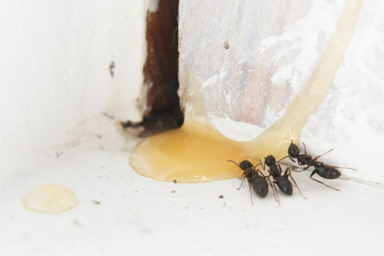 How to Get Rid of Ants in Electrical Outlet Great Advice