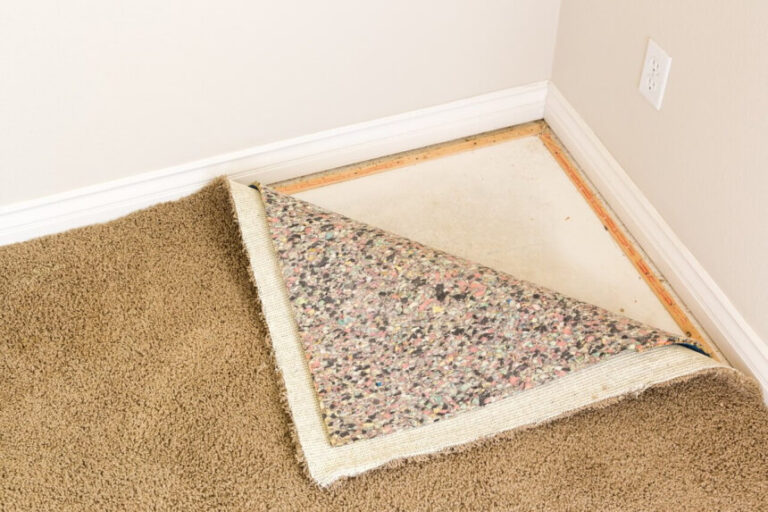 How to Get Rid of Ants on Carpet Useful Tips and Tricks