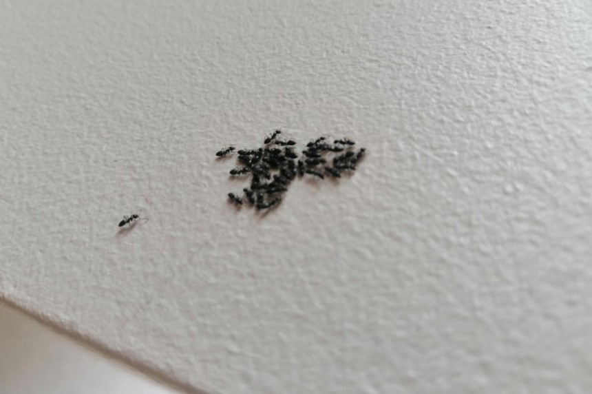 Ants on the Ceiling: Dangers and Countermeasures