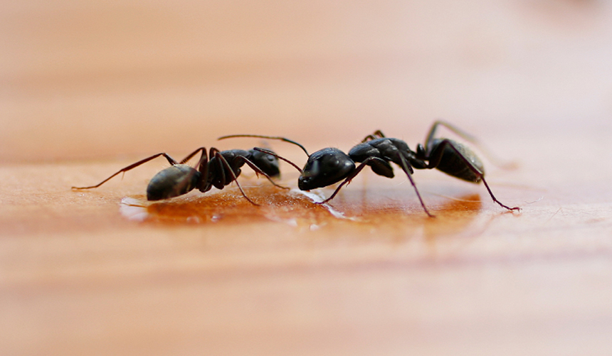How to Get Rid of Ants in the Bedroom in 6 Steps