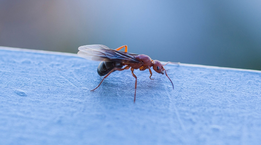 How to Get Rid of Ants in the Bedroom in 6 Steps