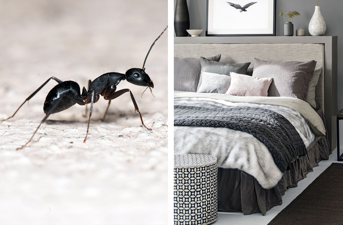 How To Get Rid Of Ants In The Bedroom In 6 Steps 