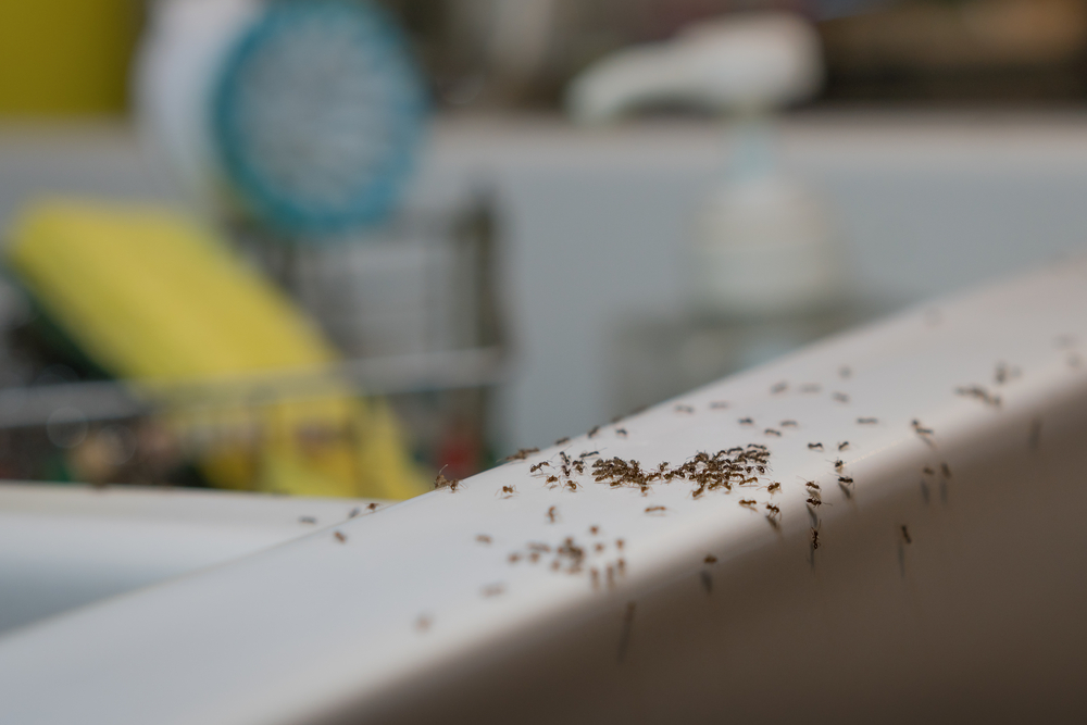 3 Best Ways to Get Rid of Ants in the Winter: No More Pests in Your House!