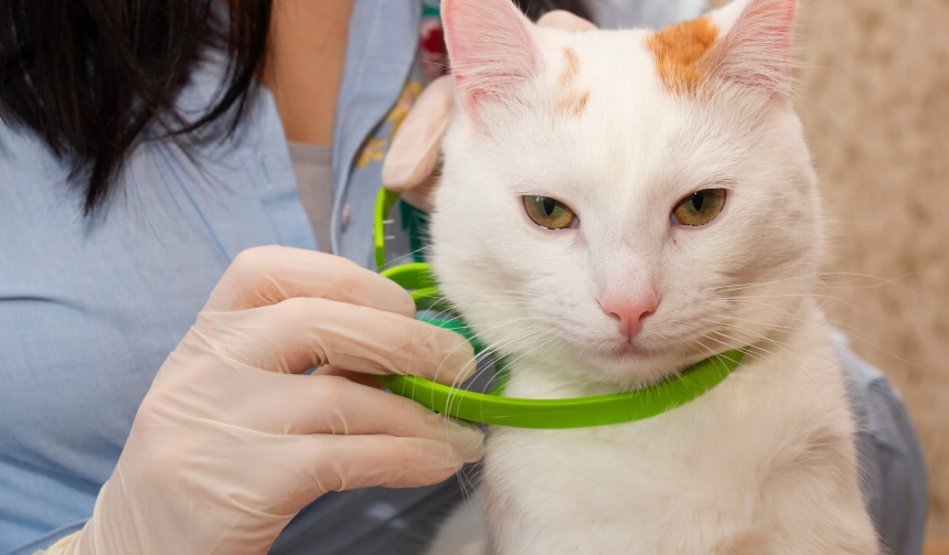 8 Best Flea Collars for Cats - Stylish and Reliable Protection