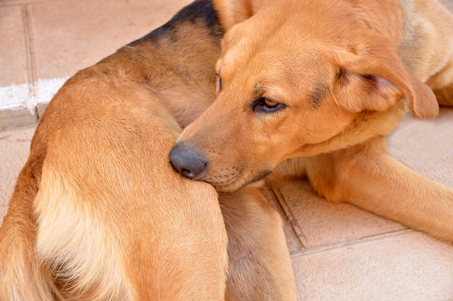 How to Tell if Dog Has Fleas? Checking for Pests