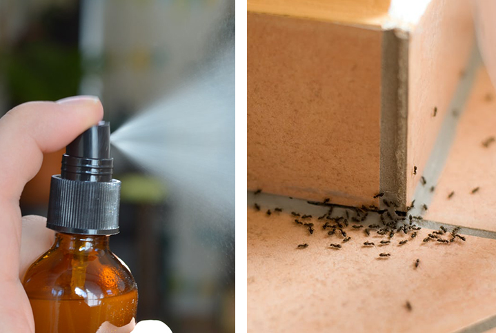 Effective Homemade Ant Recipes