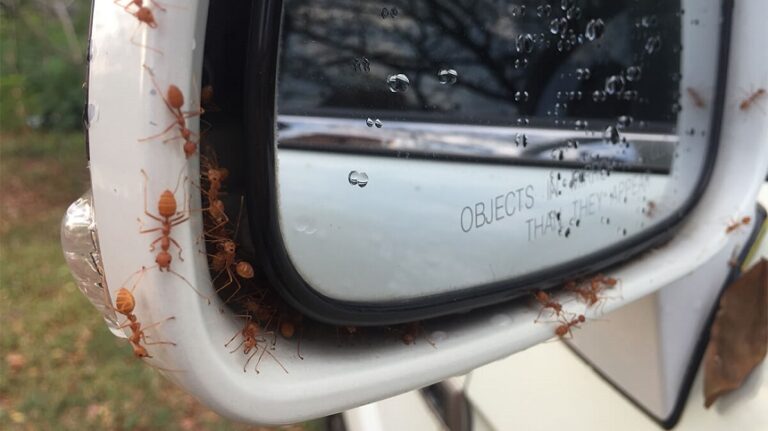 How To Get Rid Of Ants In Your Car 4 Easy Steps And Additional Tips   How To Get Rid Of Ants In Your Car 768x431 