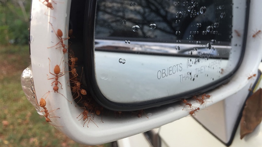 How to Get Rid of Ants in Your Car Once and for All