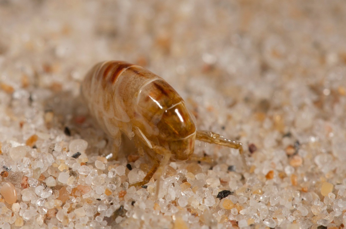 how-to-get-rid-of-sand-fleas-8-methods-that-work