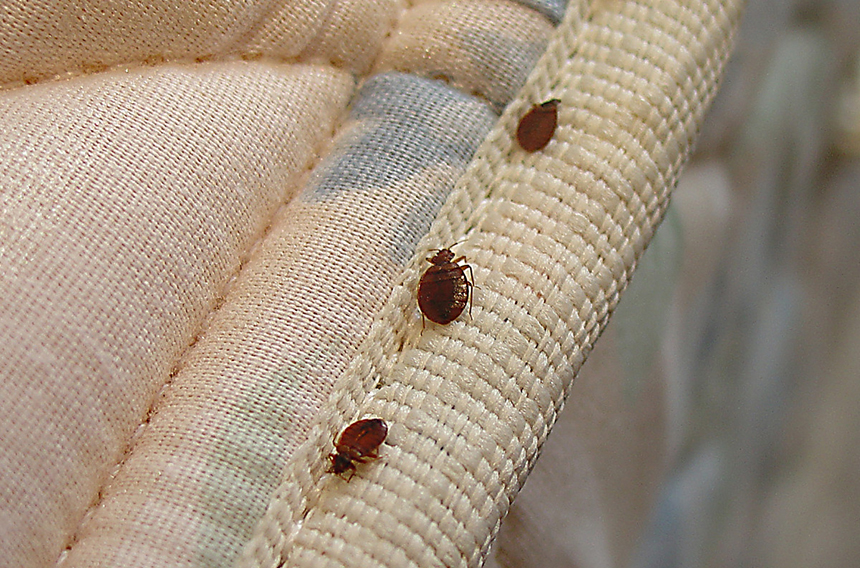 How to Make Homemade Bed Bug Spray: Simple Recipes that Work