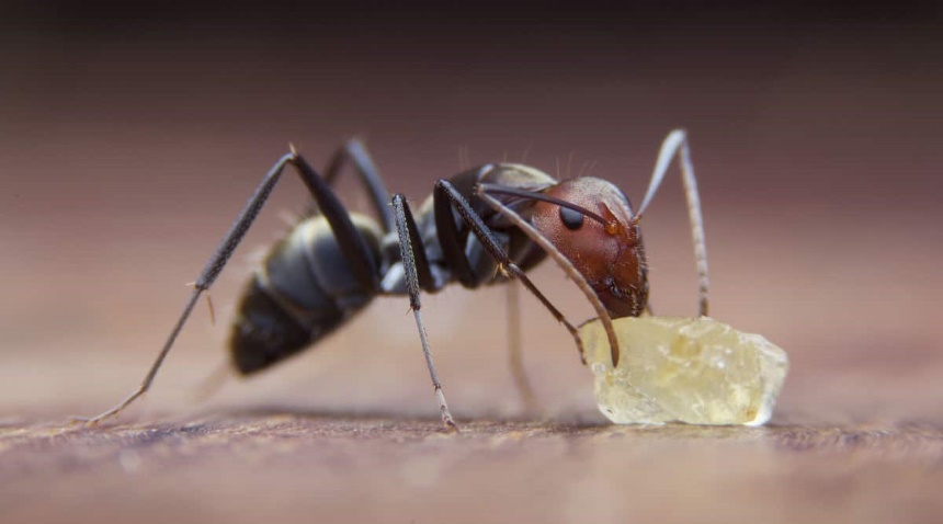 How to Get Rid of Sugar Ants Naturally: Safest Solutions to a Problem