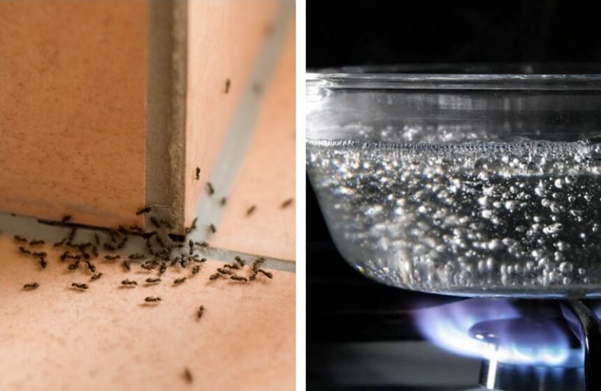 How to Get Rid of Sugar Ants Naturally: Safest Solutions to a Problem