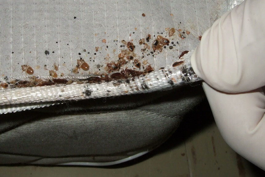 How to Make Bed Bugs Come Out of Hiding: Top Tested Methods