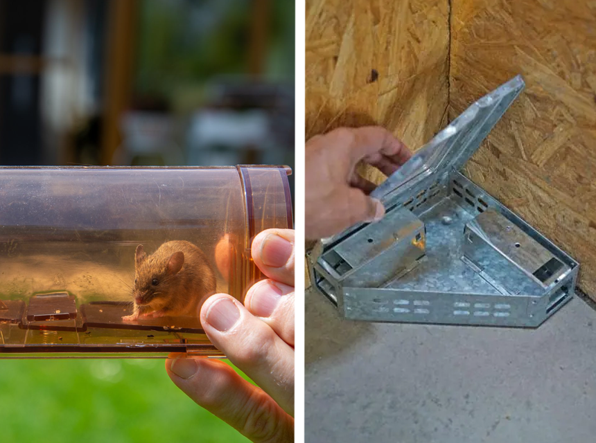 5 Best Humane Mouse Traps That Wouldn’t Hurt a Fly