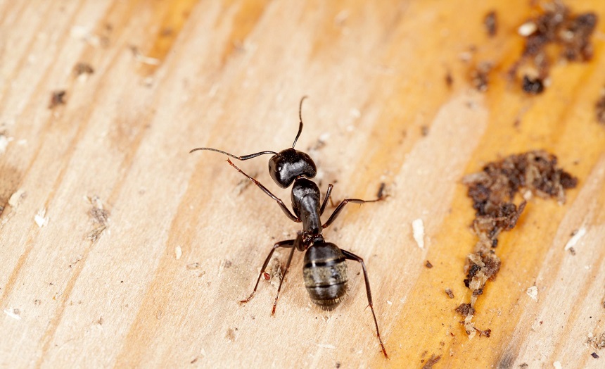 7 Best Carpenter Ant Killers – Most Effective and Long-Lasting