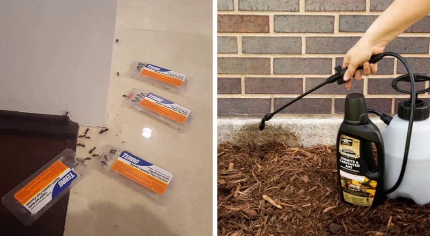 7 Best Carpenter Ant Killers – Most Effective and Long-Lasting