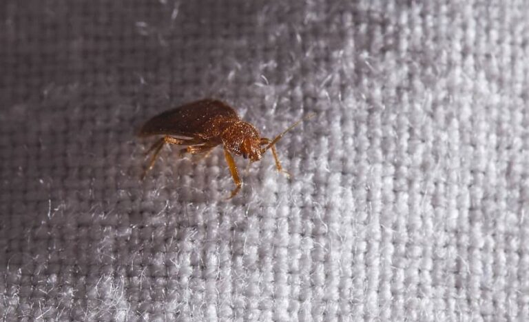 How Long Can Bed Bugs Stay Dormant? Here's the Answer!