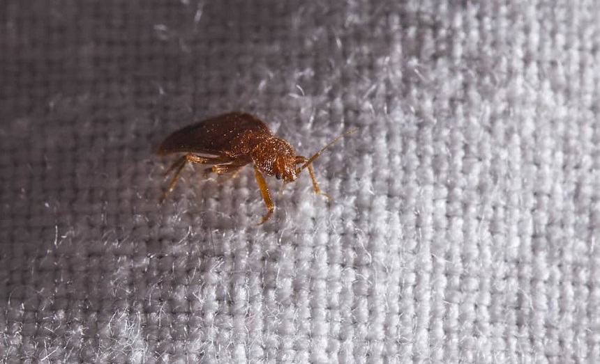 How Long Can Bed Bugs Stay Dormant?