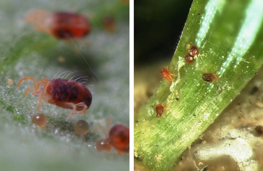 8 Early Signs of Spider Mites on Your Plants, and How to Deal with Them