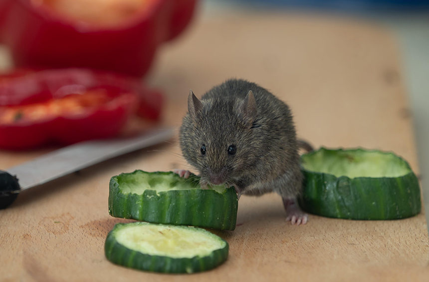 What Food is Irresistible to Mice: Preparing the Perfect Bait