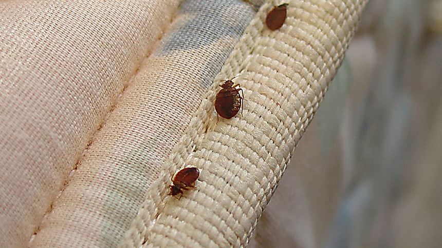 How Long Can Bed Bugs Live in an Empty House? Let's Find Out!
