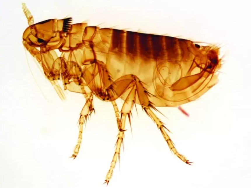 How Long Can Fleas Live Without a Host?