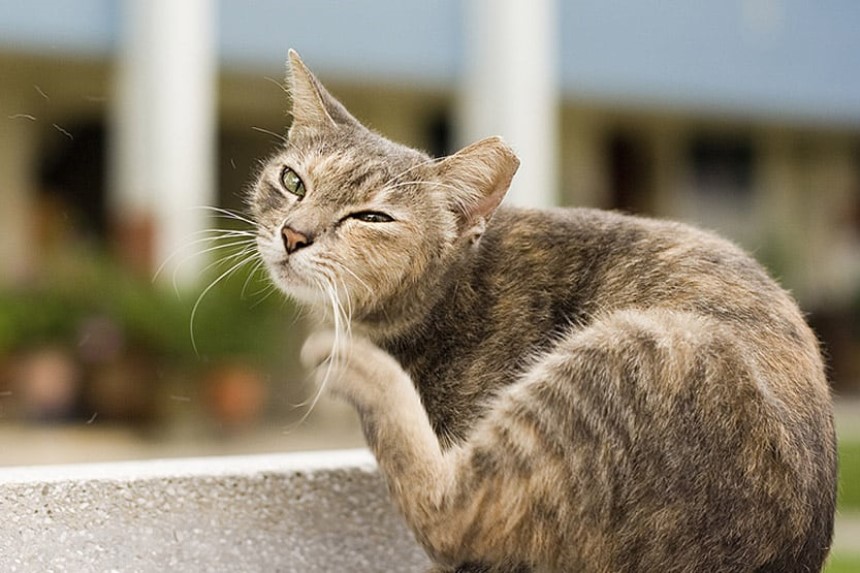 How to Tell If Your Cat Has Fleas? Complete Guide to Cat Flea Infestation and How to Deal With It