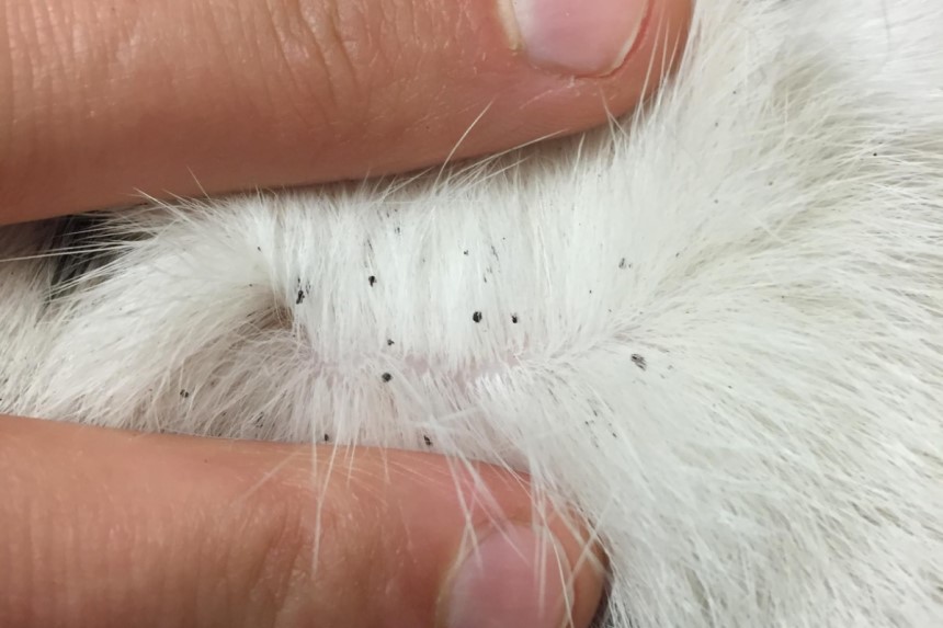 How to Tell If Your Cat Has Fleas? Complete Guide to Cat Flea Infestation and How to Deal With It