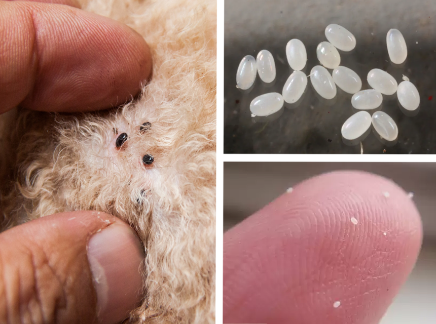 How to Use Salt to Kill Fleas, and Does It Really Help?