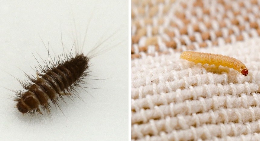 How to Get Rid of Bed Worms: Your Complete Guide