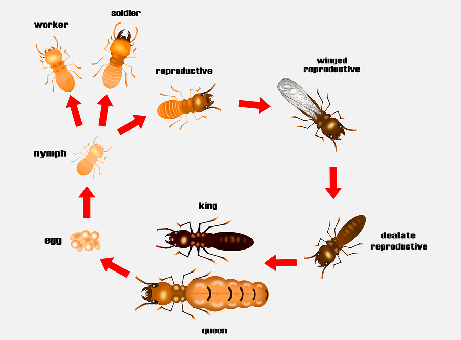 Life Cycle of Drywood Termites