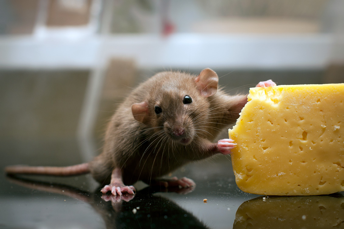 What Food is Irresistible to Mice 5 Types of Bait to Catch Them All