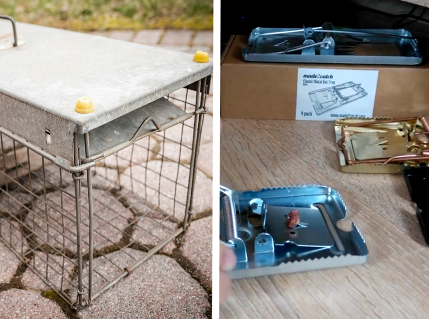 6 Best Squirrel Traps That Will Keep Them Away from Your Property (2023)
