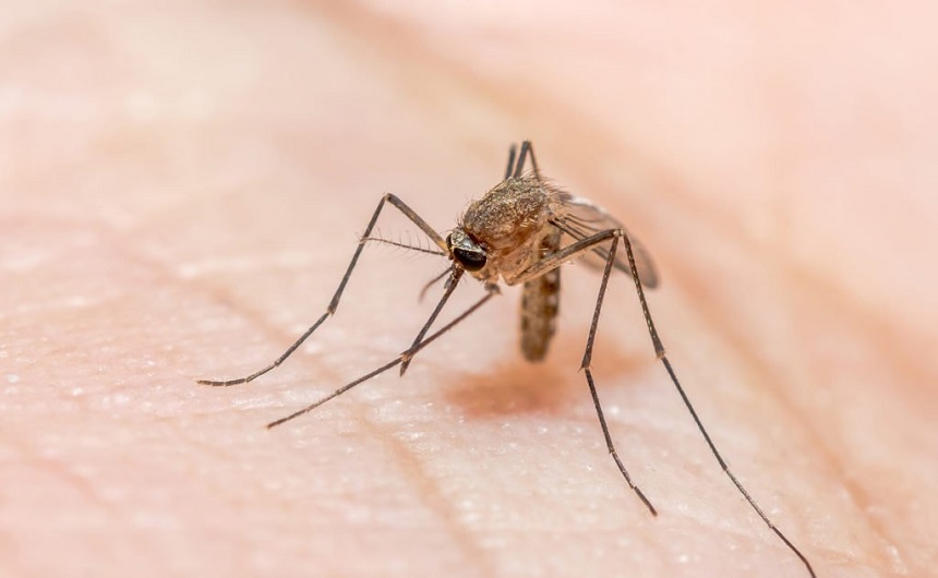 When Are Mosquitoes Most Active? Get Prepared for Mosquito Season!