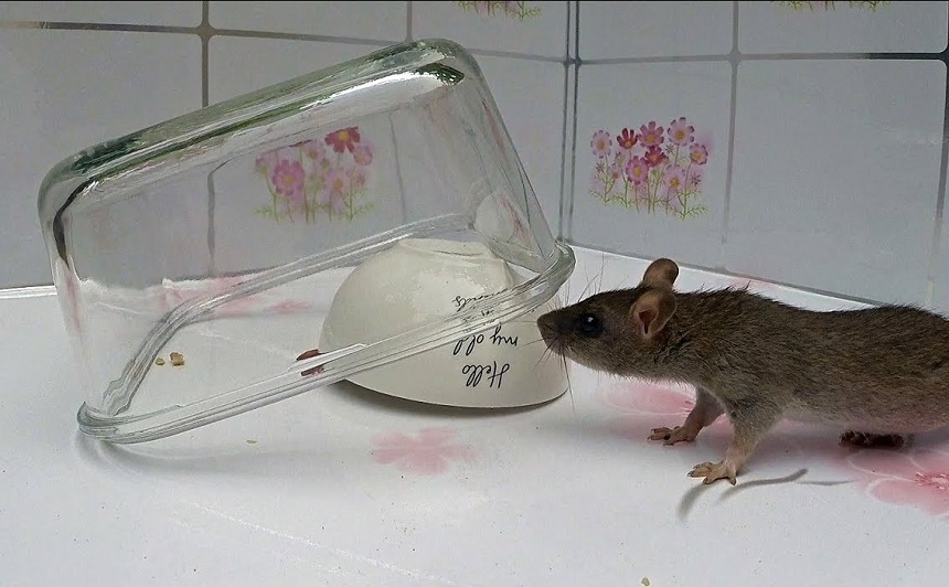 Homemade Rat Traps: DIY Guide