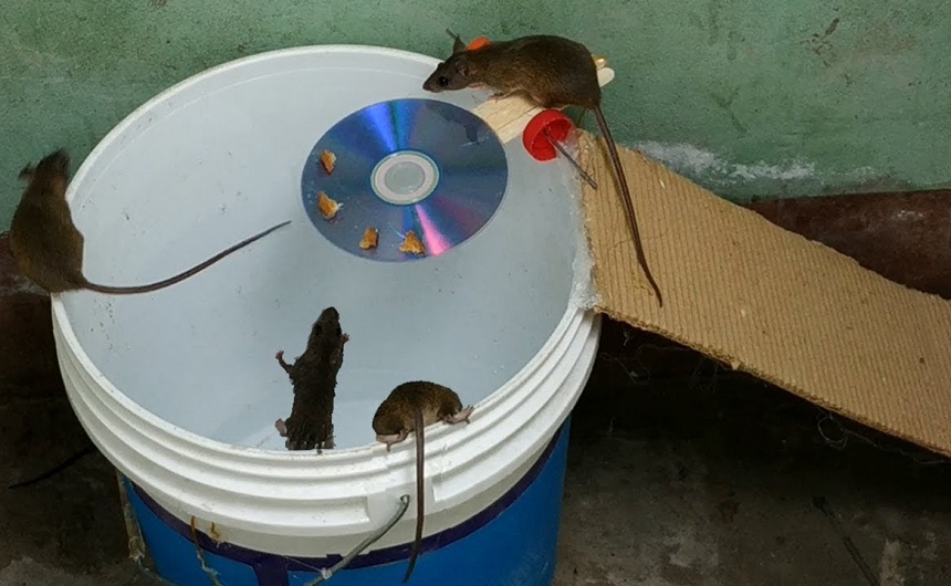 Homemade Rat Traps: DIY Guide