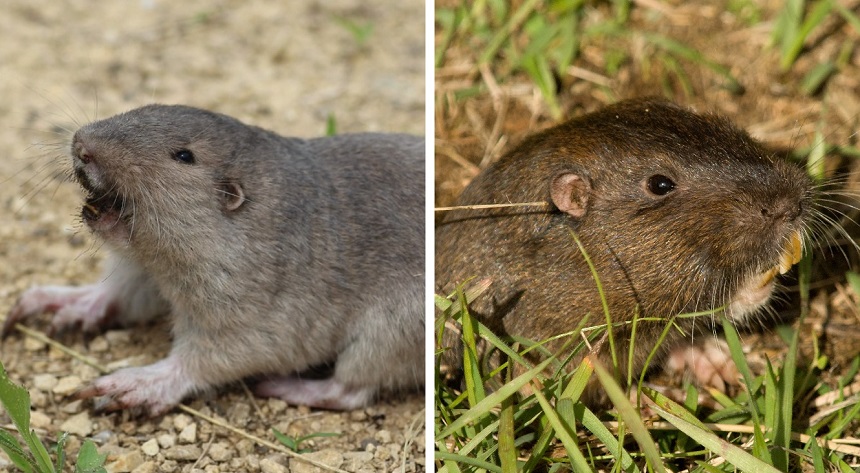 How to Get Rid of Gophers - Say Goodbye to the Annoying Rodents!